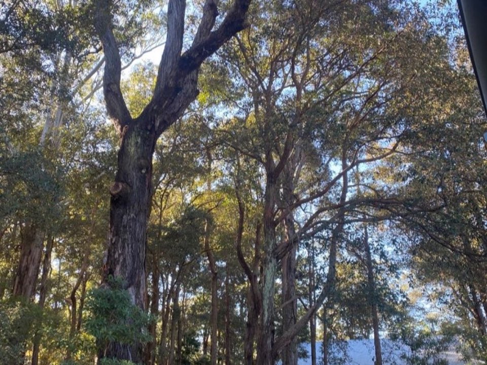 Mature trees in a Suffolk parkland setting due for routine re-inspection