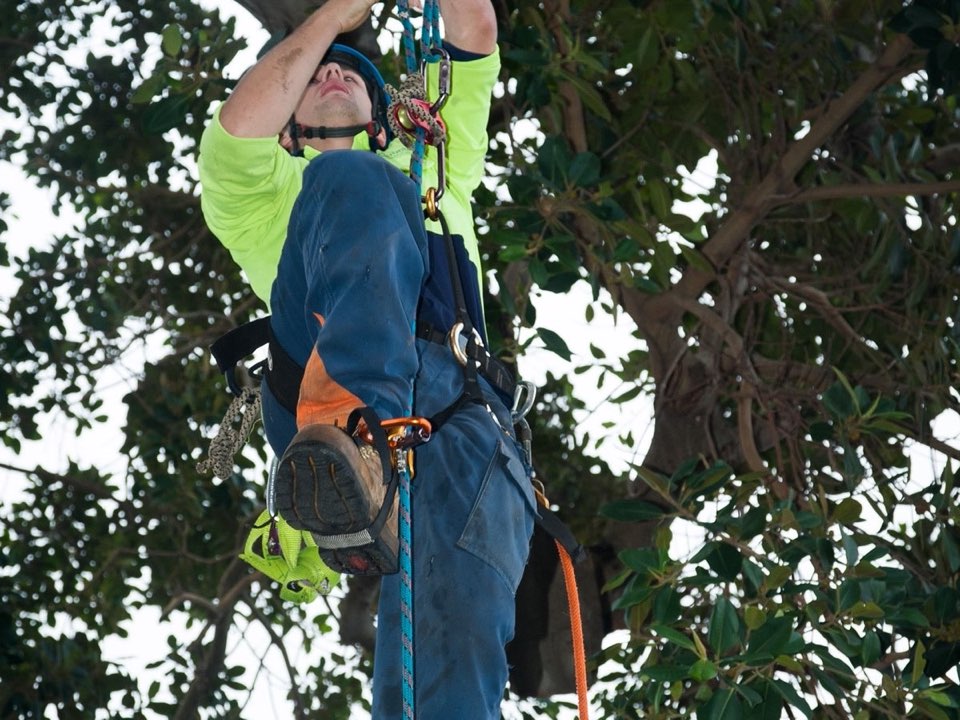 Qualified arborist working in a mature tree during an Enviro Trees UK survey in Suffolk